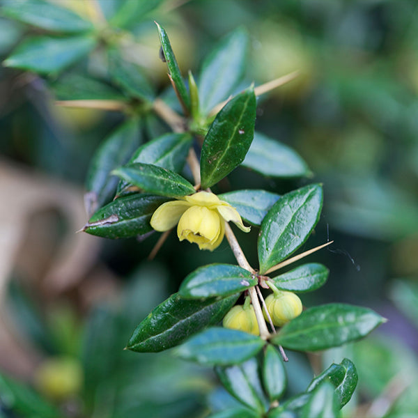 Warty Barberry