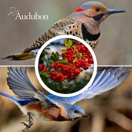 Audubon&reg; Native Possumhaw Holly