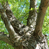 Lacebark Elm