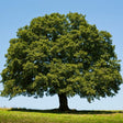 Overcup Oak Tree