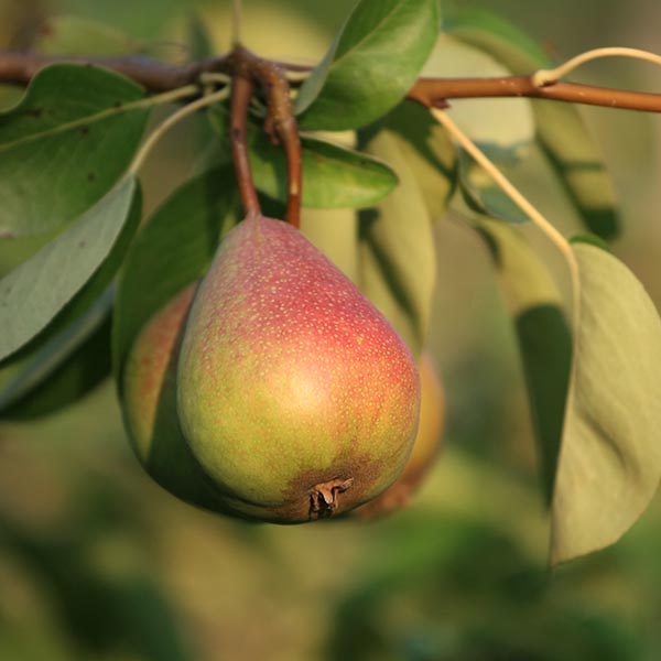 Magness European Pear Tree