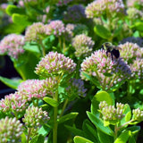 Autumn Fire Sedum