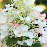 First Editions&reg; Tickled Pink&reg; Panicle  Hydrangea