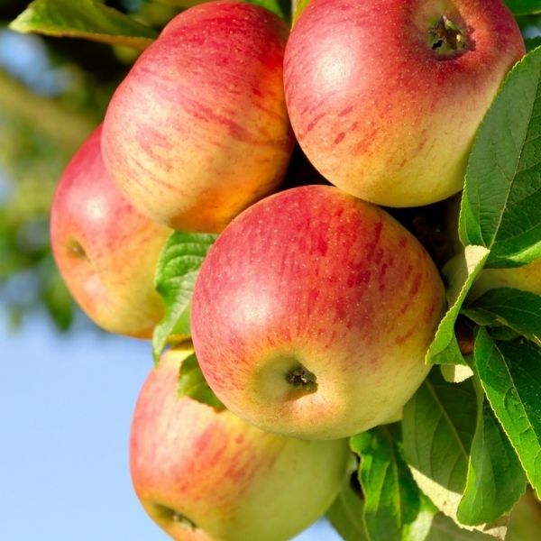 Honeycrisp Apple Tree