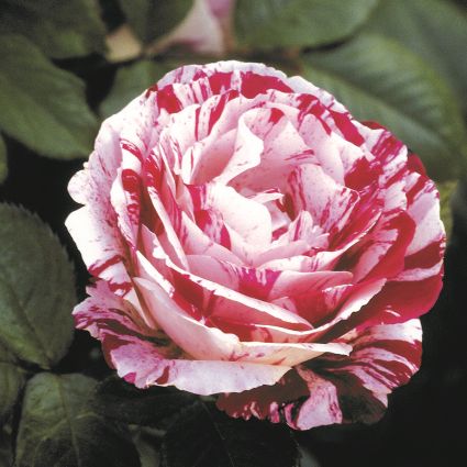 Scentimental&trade; Floribunda Rose