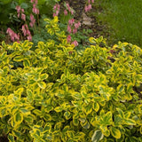 Gold Splash&reg; Euonymus