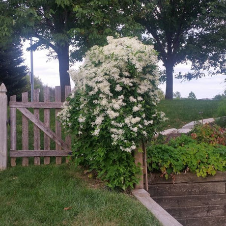 Sweet Autumn Clematis