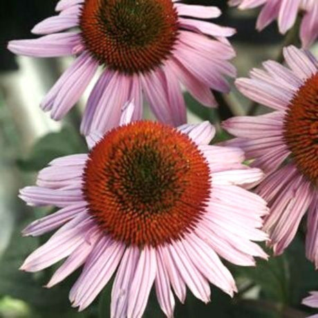 Hope Coneflower