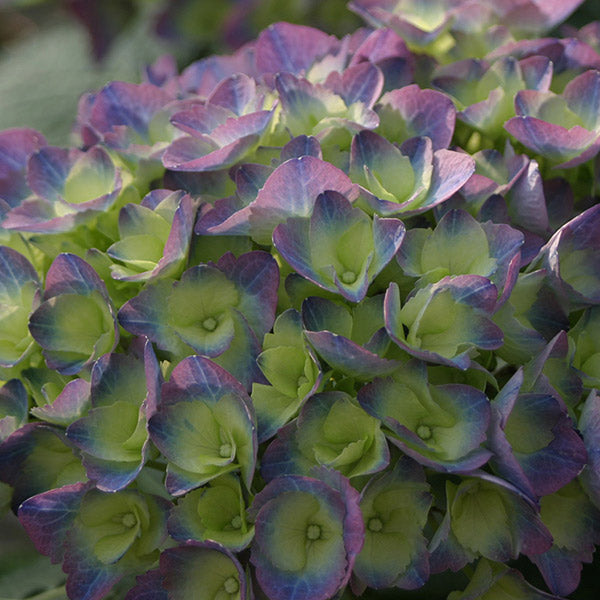 Cityline&reg; Rio Bigleaf Hydrangea