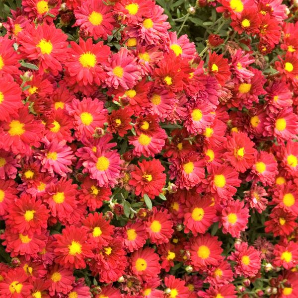 Mammoth&trade; Red Daisy Garden Mum