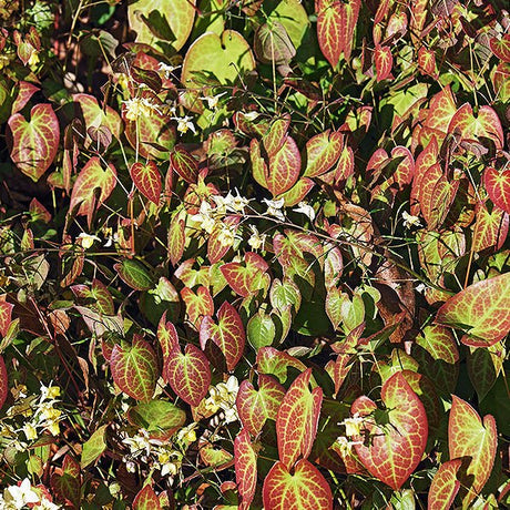 Bicolor Barrenwort (Epimedium x versicolor 'Sulphureum'), a perennial featuring yellow flowers and perennial.
