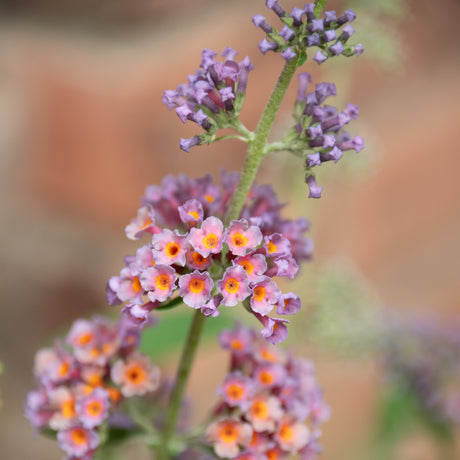 Bicolor Butterfly Bush blooms showing clusters of pink and purple flowers with bright orange centers on a single stem.