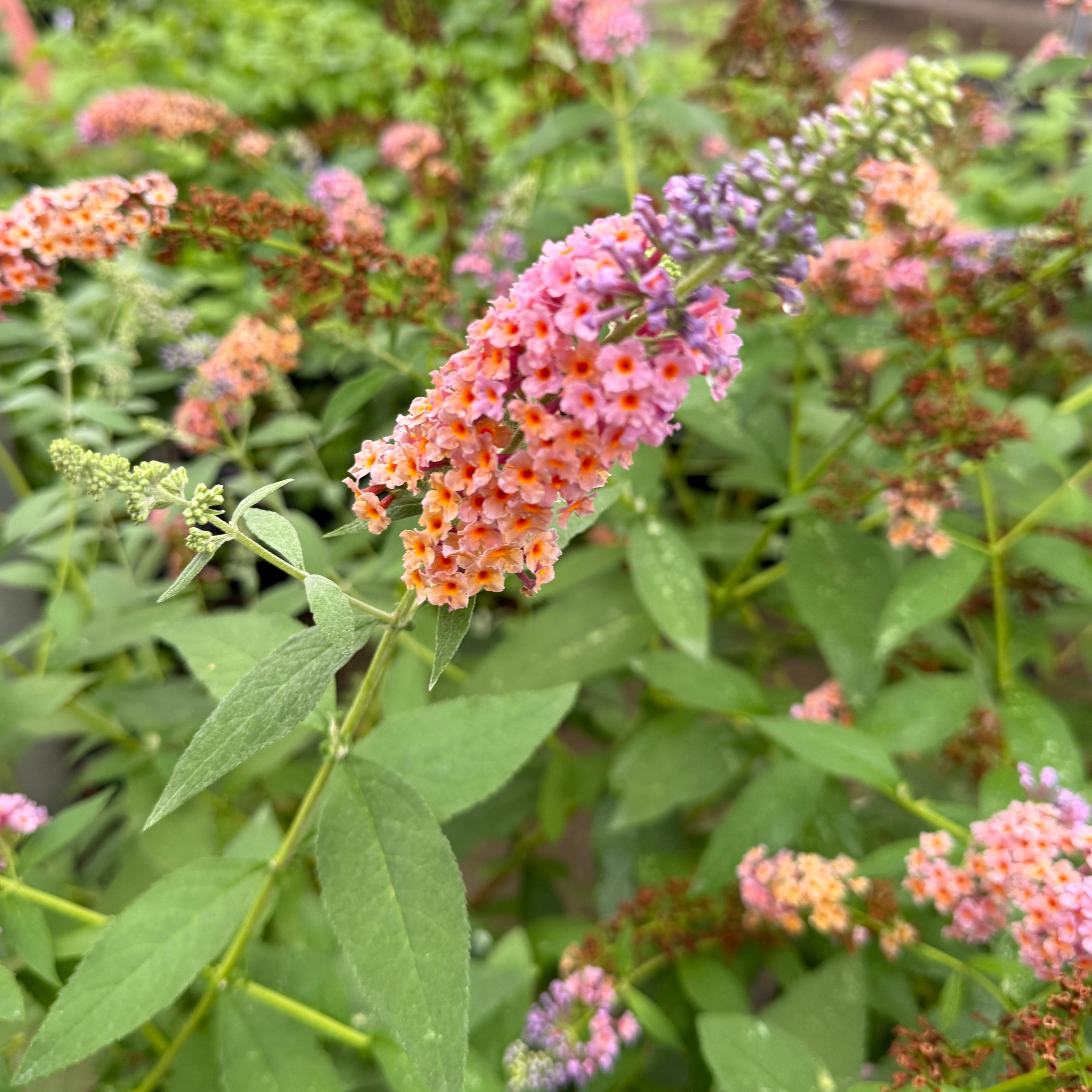 BiColor Butterfly Bush blooming with multicolored peach, pink, and lavender flower clusters in a lush garden setting.