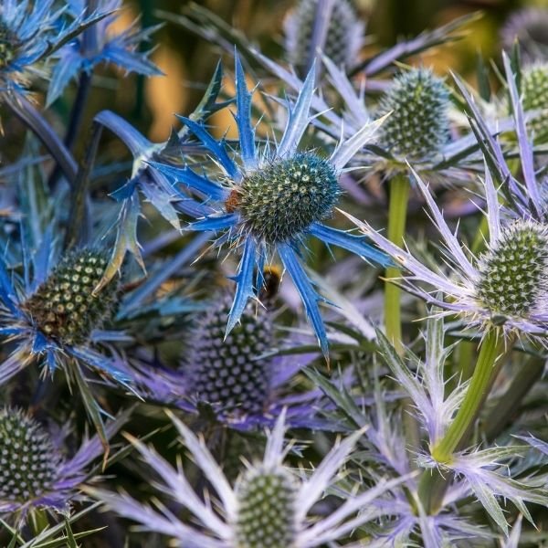 Big Blue Sea Holly - Nature Hills Nursery - #1 Container - 