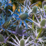 Big Blue Sea Holly - Nature Hills Nursery - #1 Container - 