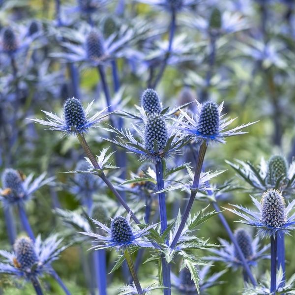 Big Blue Sea Holly - Nature Hills Nursery - #1 Container - 
