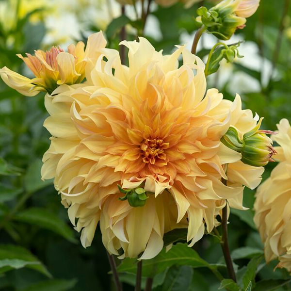 Big Brother Dahlia - Nature Hills Nursery - 5 Pack Bulbs - 