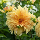 Big Brother Dahlia - Nature Hills Nursery - 5 Pack Bulbs - 