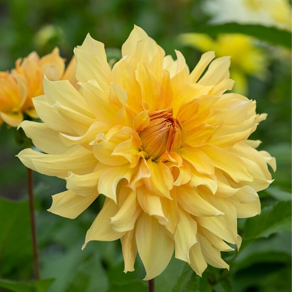 Big Brother Dahlia - Nature Hills Nursery - 5 Pack Bulbs - 