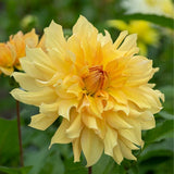 Big Brother Dahlia - Nature Hills Nursery - 5 Pack Bulbs - 
