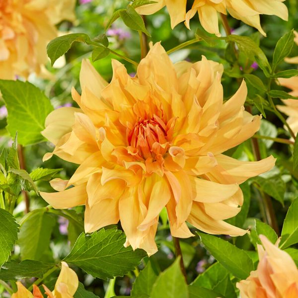 Big Brother Dahlia - Nature Hills Nursery - 5 Pack Bulbs - 