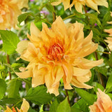 Big Brother Dahlia - Nature Hills Nursery - 5 Pack Bulbs - 