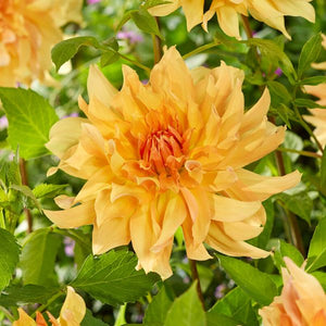 Big Brother Dahlia Bloomed