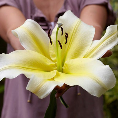 Big Brother Lily - Fruittree - Nature Hills Nursery - 7 Pack Bulbs - 