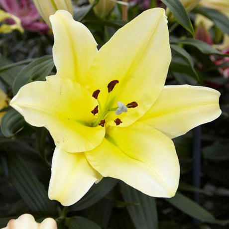 Big Brother Lily - Fruittree - Nature Hills Nursery - 7 Pack Bulbs - 