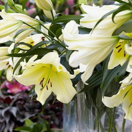 Big Brother Lily - Fruittree - Nature Hills Nursery - 7 Pack Bulbs - 