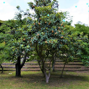 Big Jim Loquat Tree - Nature Hills Nursery - #5 Container - 