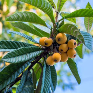 Big Jim Loquat Tree - Nature Hills Nursery - #5 Container - 
