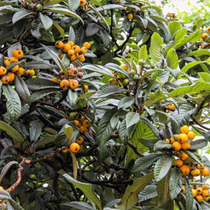 Big Jim Loquat Tree - Nature Hills Nursery - #5 Container - 