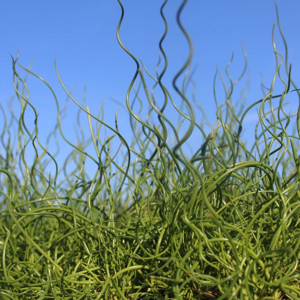 Big Twister Foliage