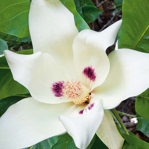 Bigleaf Magnolia - Nature Hills Nursery - B&B (Balled & Burlapped) 10 - 12 Feet - 