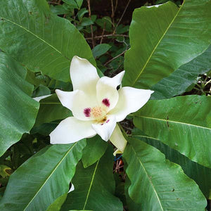 Bigleaf Magnolia - Nature Hills Nursery - B&B (Balled & Burlapped) 10 - 12 Feet - 