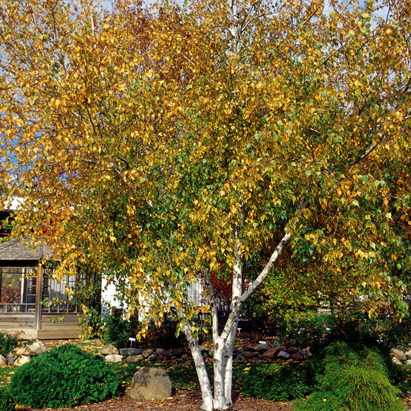 Whitespire Birch Tree
