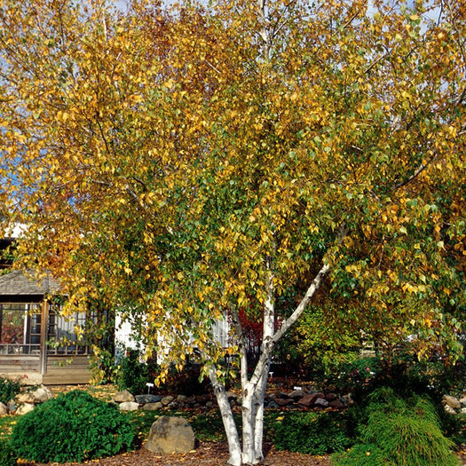 Best Plants for Chicago Gardens | Zone 5b-6a Guide