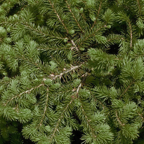 Detail view of Bird's Nest Spruce (Picea abies 'Nidiformis') showing plant structure and foliage.