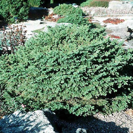 Evergreen foliage of Bird's Nest Spruce (Picea abies 'Nidiformis') in a garden setting.