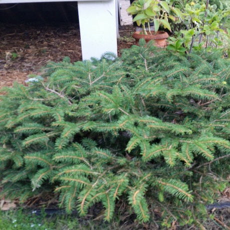 Bird's Nest Spruce (Picea abies 'Nidiformis') growing in a garden landscape, showing mature shrub form.