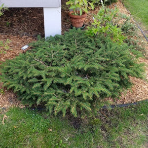 Bird's Nest Spruce (Picea abies 'Nidiformis'), a shrub featuring evergreen and dense, rounded form.