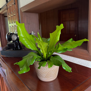 Asplenium Nidus Bird's Nest Fern in a 6 inch pot, view 2