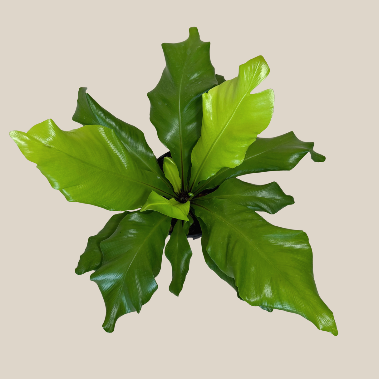 Asplenium Nidus Bird's Nest Fern in a 6 inch pot, view 3