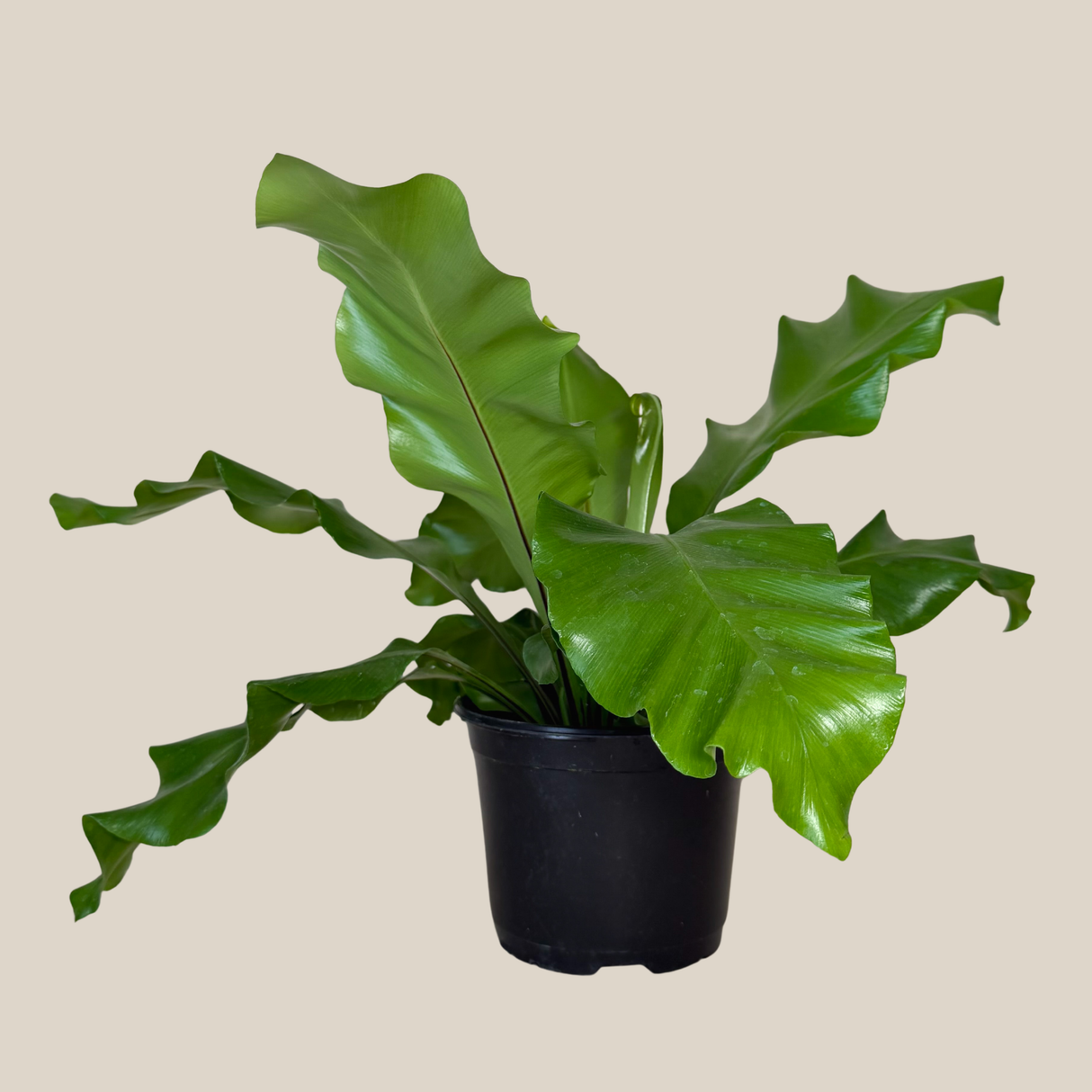Asplenium Nidus Bird's Nest Fern in a 6 inch pot, view 4
