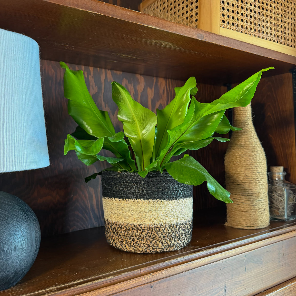 Asplenium Nidus Bird's Nest Fern in a 6 inch pot