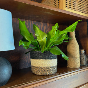 Asplenium Nidus Bird's Nest Fern in a 6 inch pot