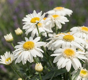 Sweet Daisy™ Birdy Shasta Daisy