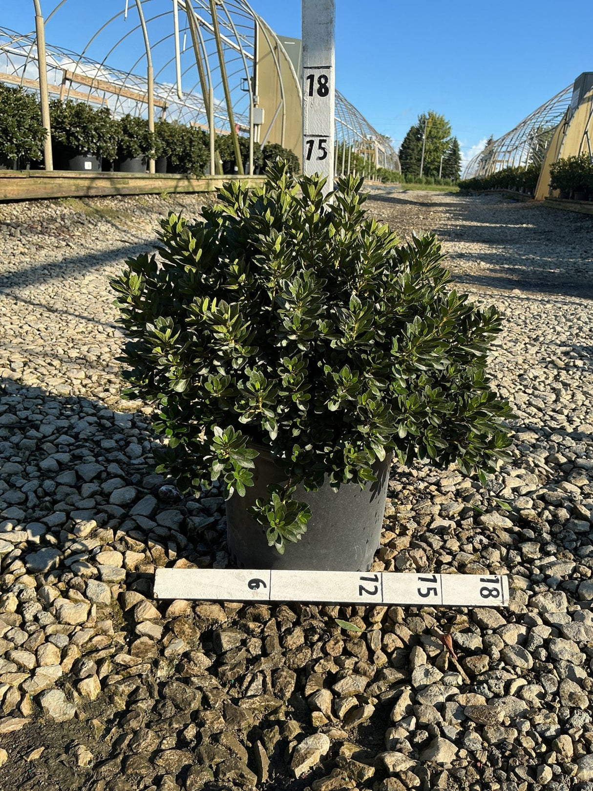 Bixby Azalea - Bush - Nature Hills Nursery - 3 Container - 