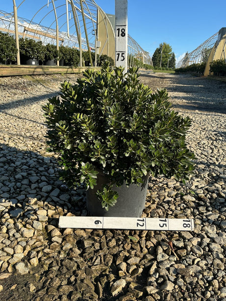 Bixby Azalea - Bush - Nature Hills Nursery - 3 Container - 